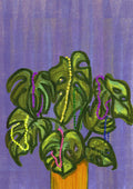 Mardi Gras Monstera